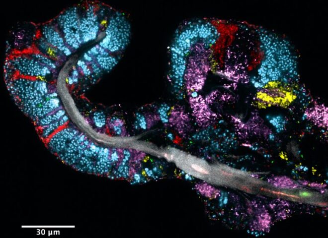 Oral microbiology