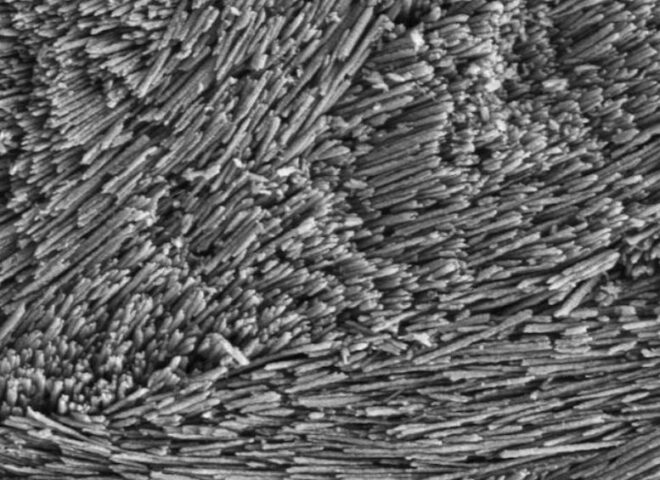 Enamel - Teeth and Mineralized Tissue Biology