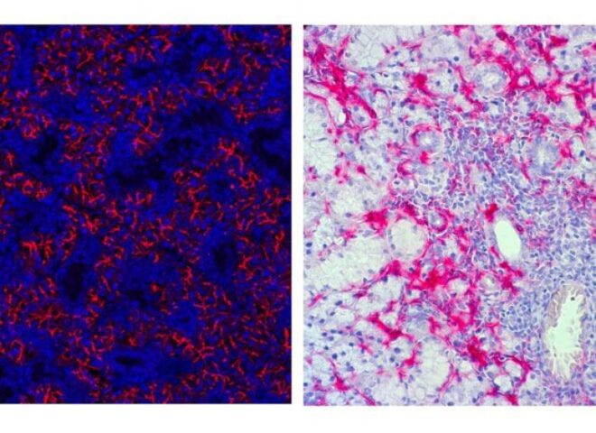 Oral inflammation and immunology